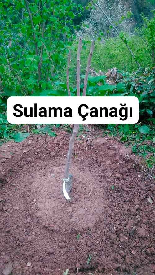 sulama-çanağı-trabzon-hurması-fidanı